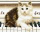 Алмазная мозаика "Котик на рояле" 40х50 см ColorArt SP056 Алмазная мозаика "Котик на рояле" 40х50 см ColorArt SP056