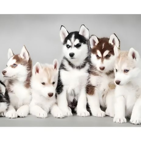 Алмазна мозаїка з хаскі 40х50 см ColorArt SP092