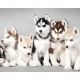 Алмазная мозаика Хаски 40х50 см ColorArt SP092