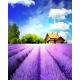 Алмазна мозаїка ColorArt Лавандове поле, 40х50 см, SP097