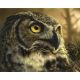 Мозаїка алмазна Сова 40х50 см ColorArt SP110