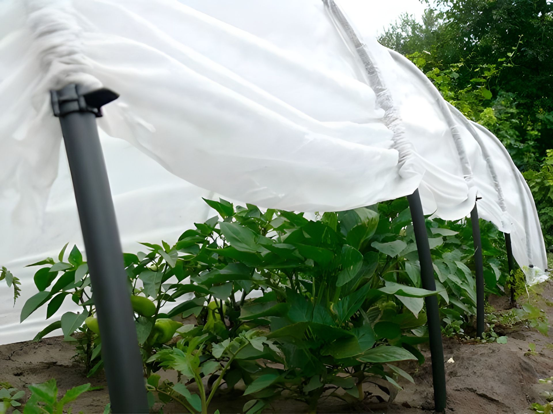 Парник 4м " Подснежник " оригинал Парник 4м " Подснежник " оригинал