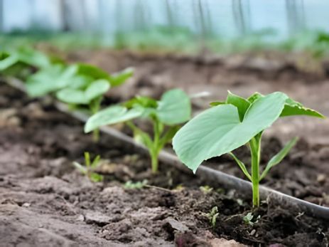 Набор для капельного полива парник 5м, 2 рядка Набор для капельного полива парник 5м, 2 рядка