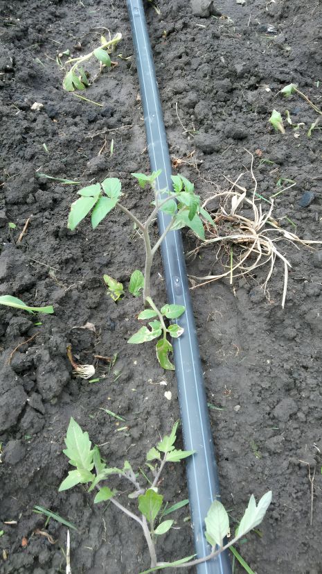 Набор для капельного полива 3м парник 2 рядка