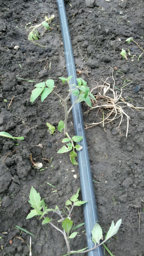 Набор для капельного полива 3м парник 2 рядка